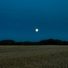 Stille Abendstimmung am Weizenfeld