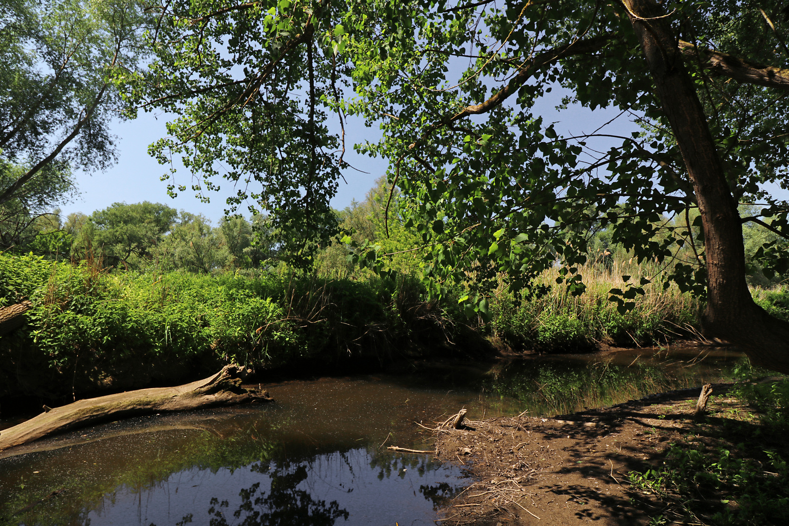 Stille am Altgewässer