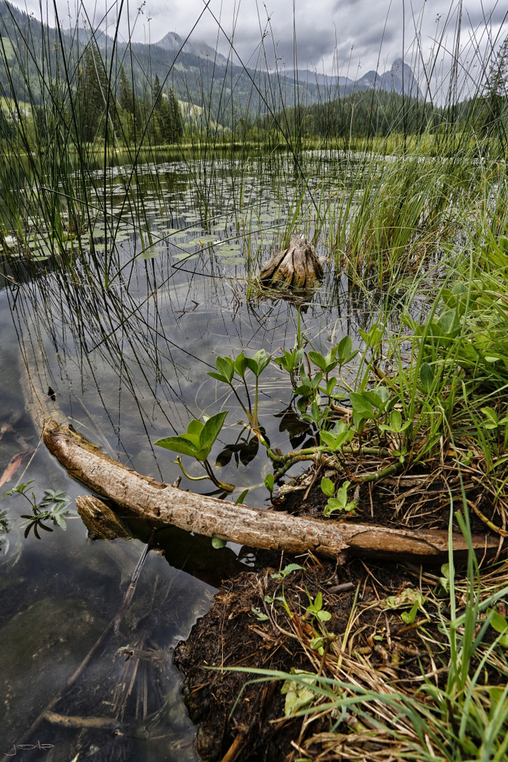 Stille am Moor