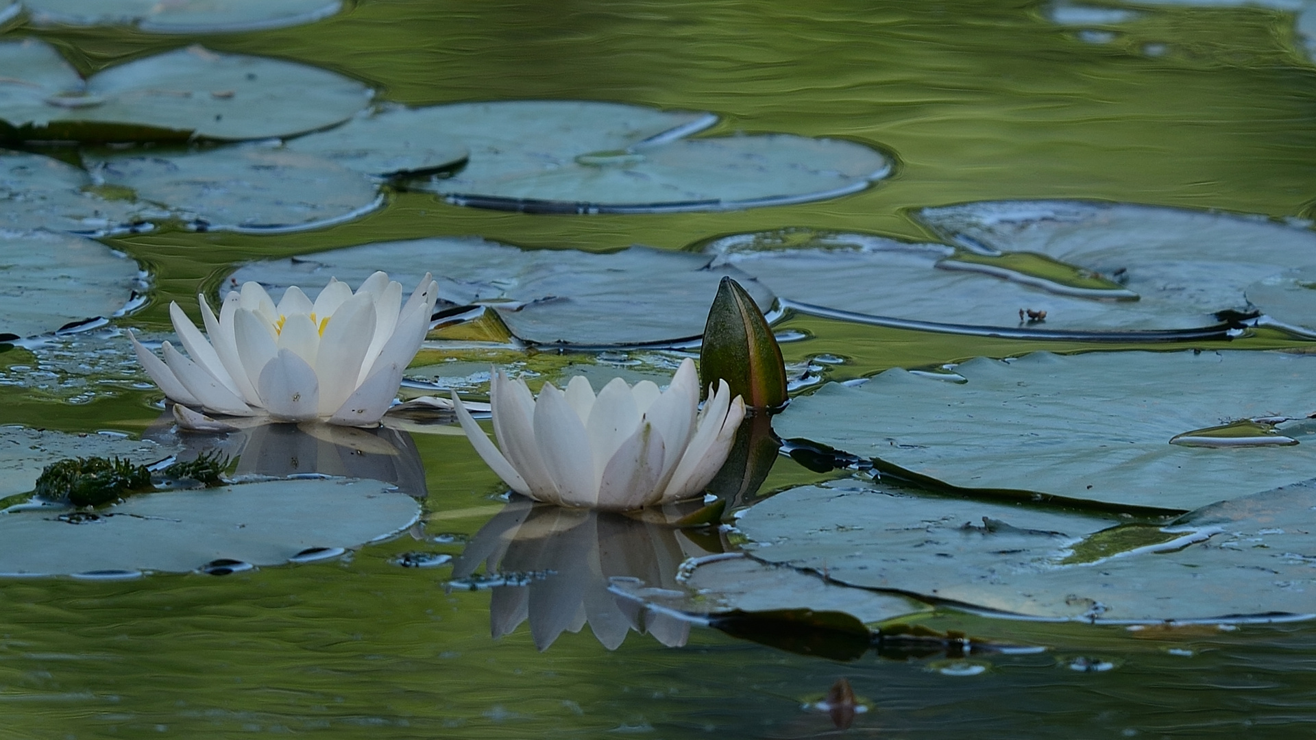 Stille am See 