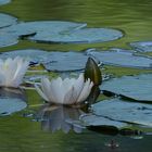 Stille am See 