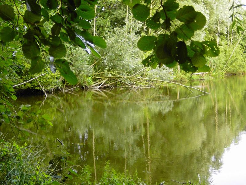 stille am see