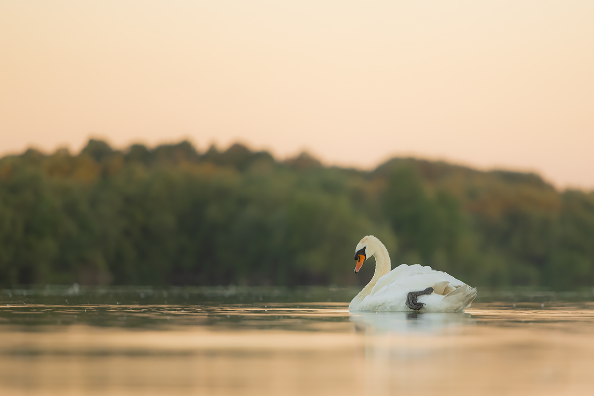 Stille am See