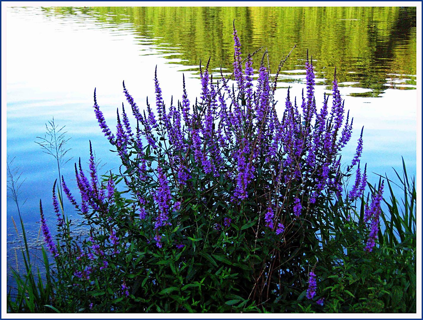 Stille am See