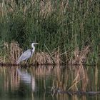 Stille am See