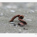 Stille am Strand