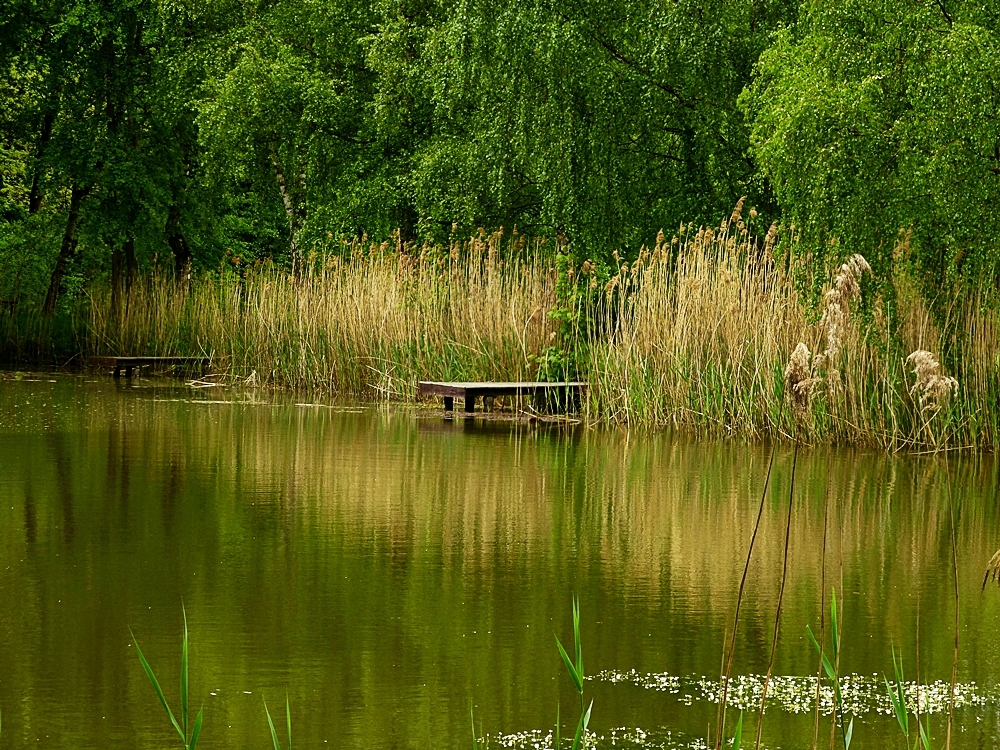 Stille am Teich