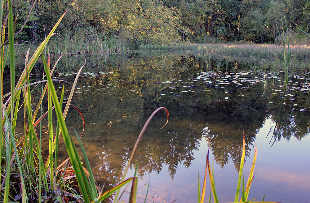 Stille am Teich