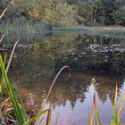 Stille am Teich