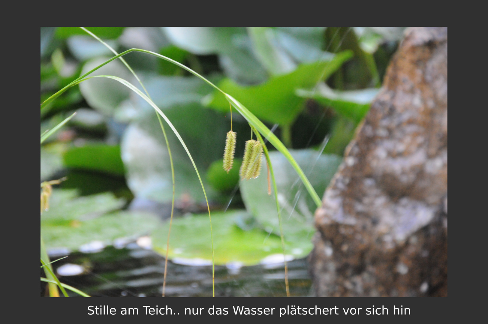 Stille am Teich nur das Wasser plätschert vor sich hin