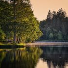 Stille am Waldsee