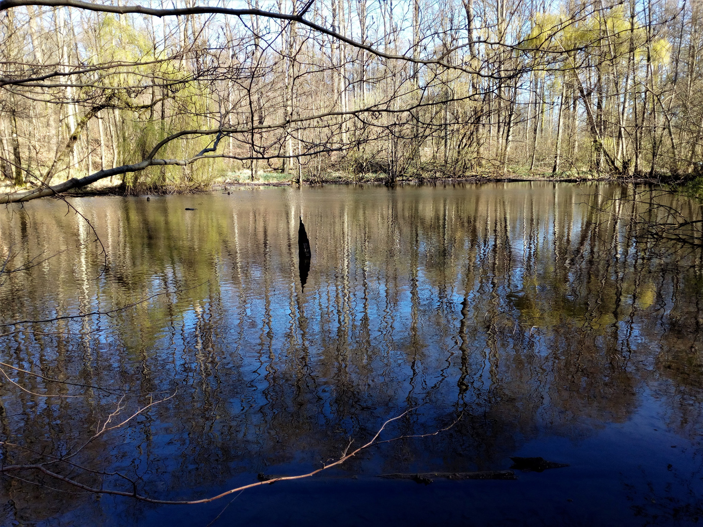 Stille am Waldsee - Spiegeltag 31.03.2020