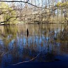 Stille am Waldsee - Spiegeltag 31.03.2020