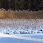 Stille am Waldweiher