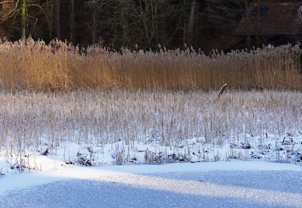 Stille am Waldweiher