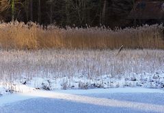 Stille am Waldweiher