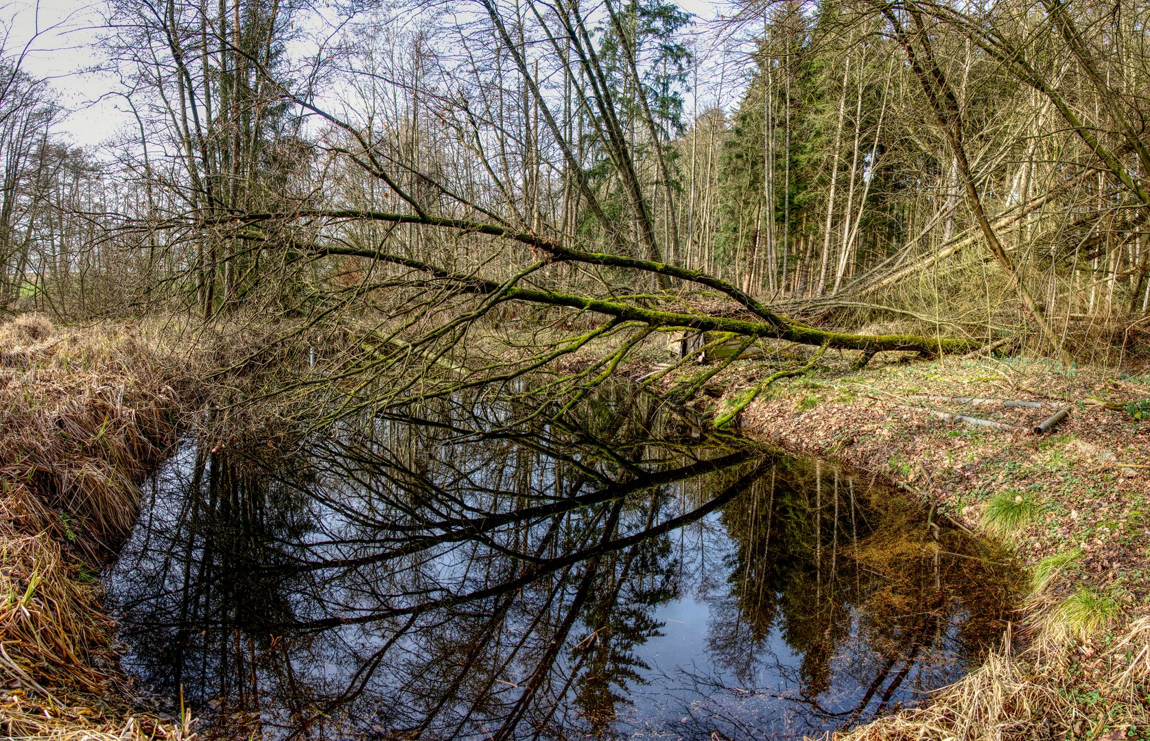 Stille am Weiher 