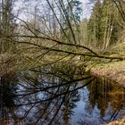 Stille am Weiher 