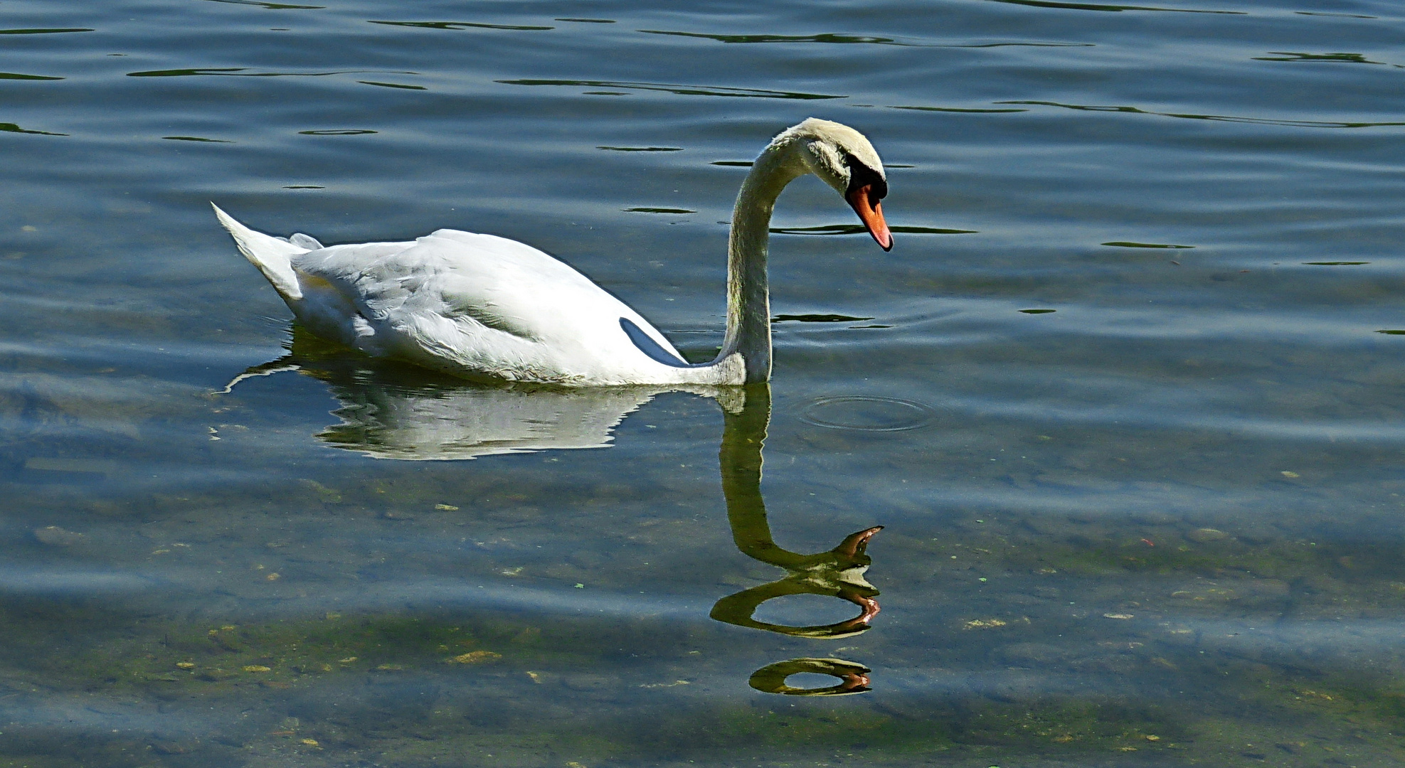 Stille auf dem See 