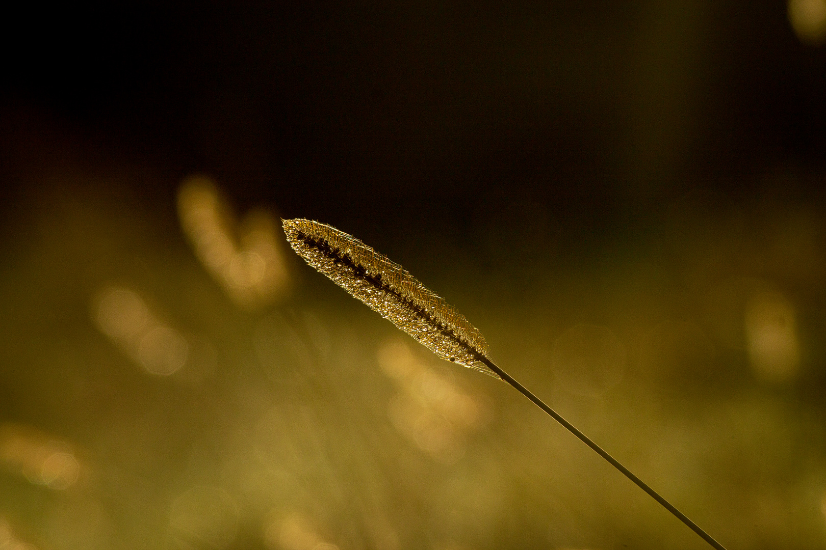 Stille Augenblicke im Licht I