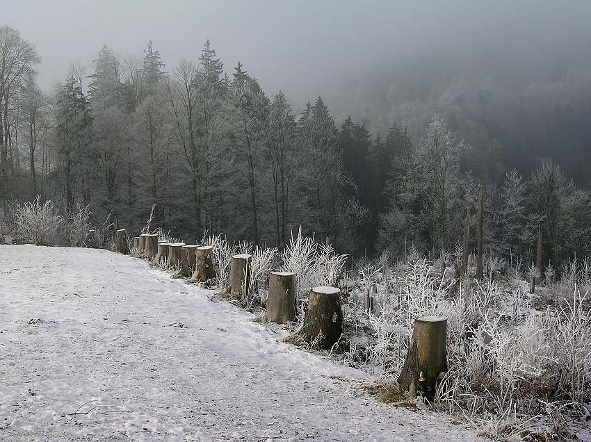 Stille Baumlandschaft