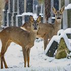 Stille Beobachter im Schneetreiben