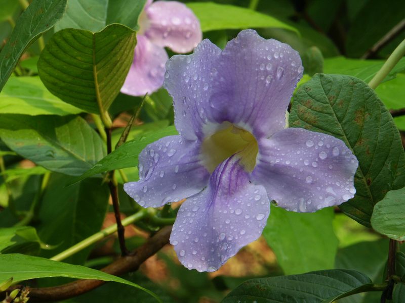 stille Blüte