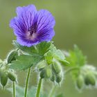 Stille Blüte - fleur en silence - un fiore non parla