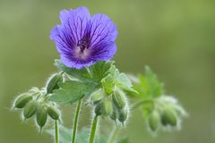 Stille Blüte - fleur en silence - un fiore non parla