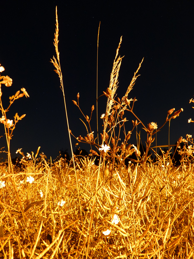 Stille der Nacht