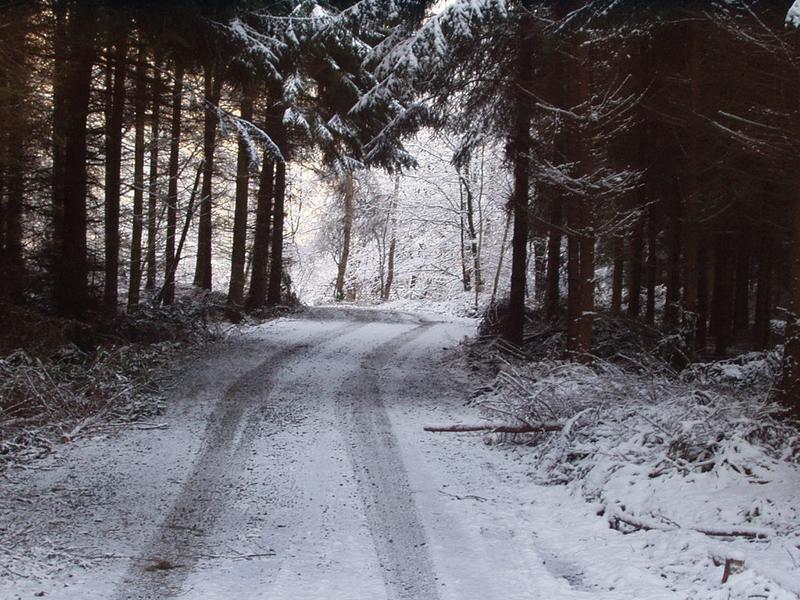 Stille Einfahrt in den Winterwald