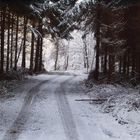 Stille Einfahrt in den Winterwald