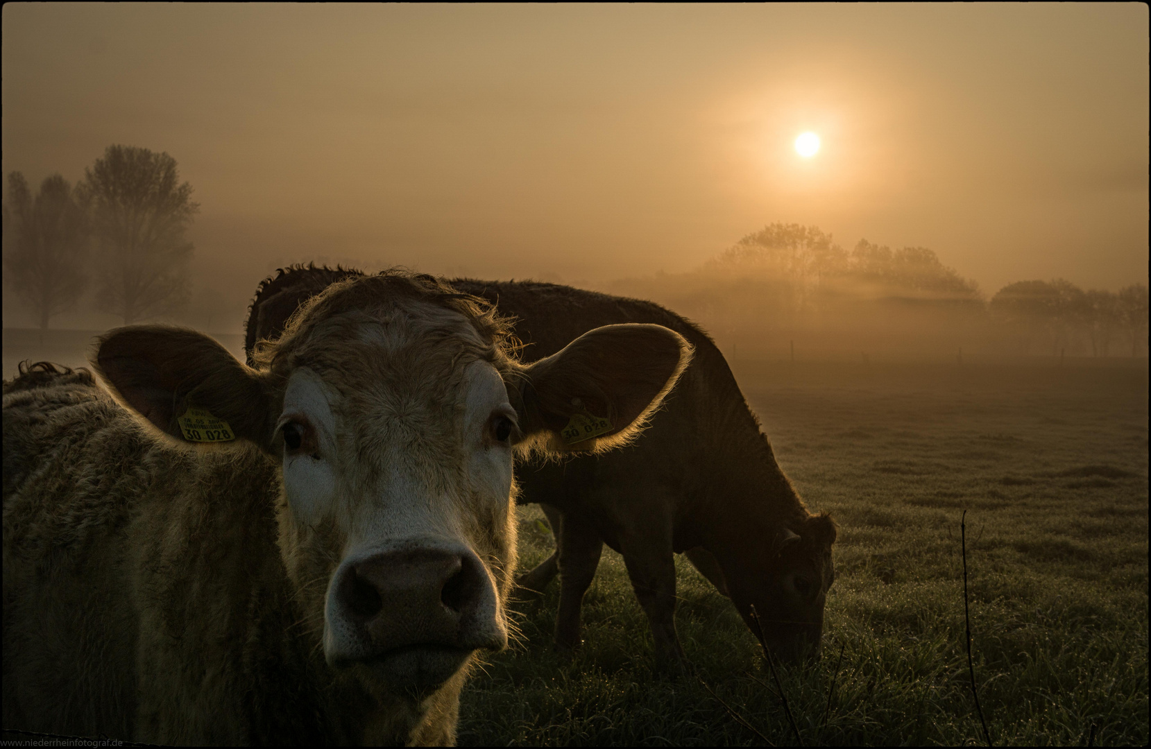 Stille Fotografenbegleiter in der Frühe