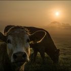 Stille Fotografenbegleiter in der Frühe