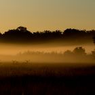 Stille Gruppe im morgendlichen Nebel