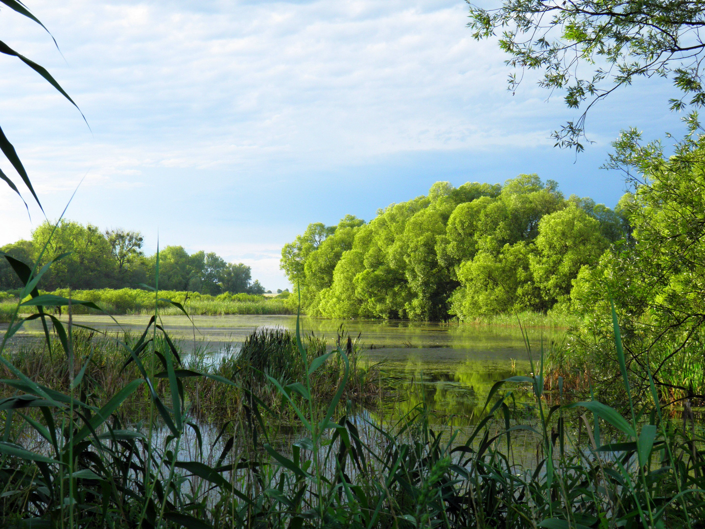 Stille Idylle am See - "Grüne Algen Suppe-Spirolinane1"