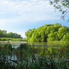 Stille Idylle am See - "Grüne Algen Suppe-Spirolinane1"