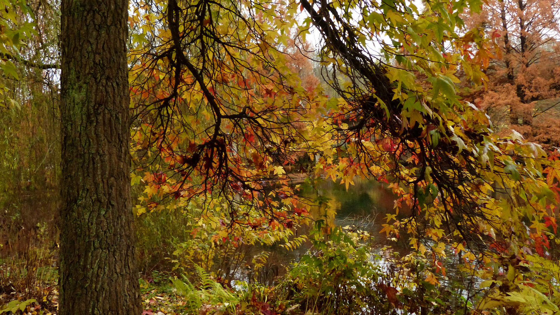 °°°° Stille im Herbstwald °°°°