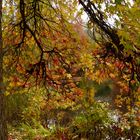 °°°° Stille im Herbstwald °°°°