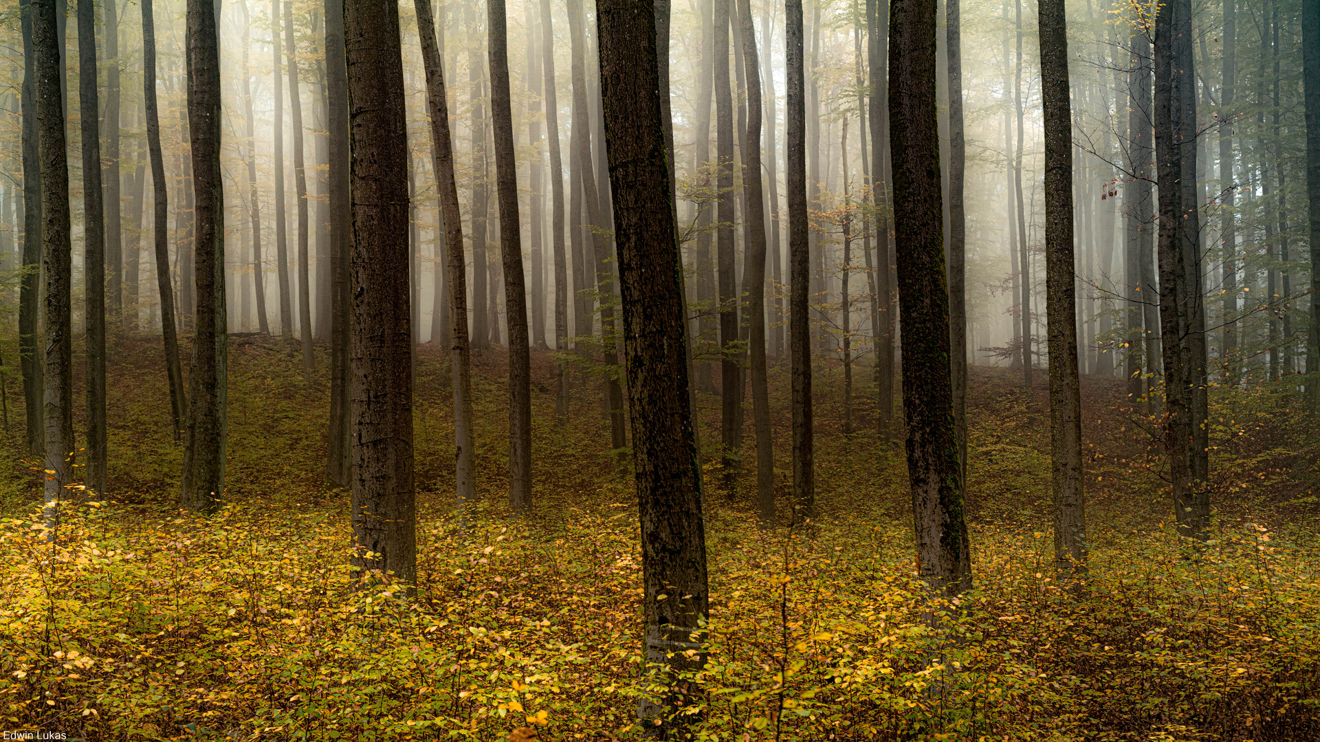 Stille im Herbstwald