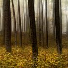 Stille im Herbstwald