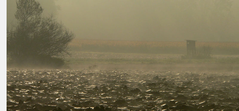 Stille im Nebel