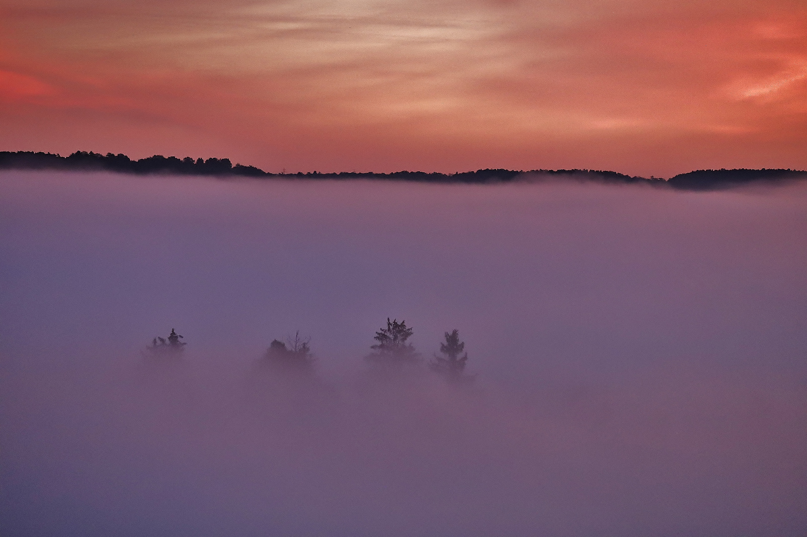 Stille im Nebelwald...