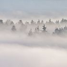 Stille im Nebelwald