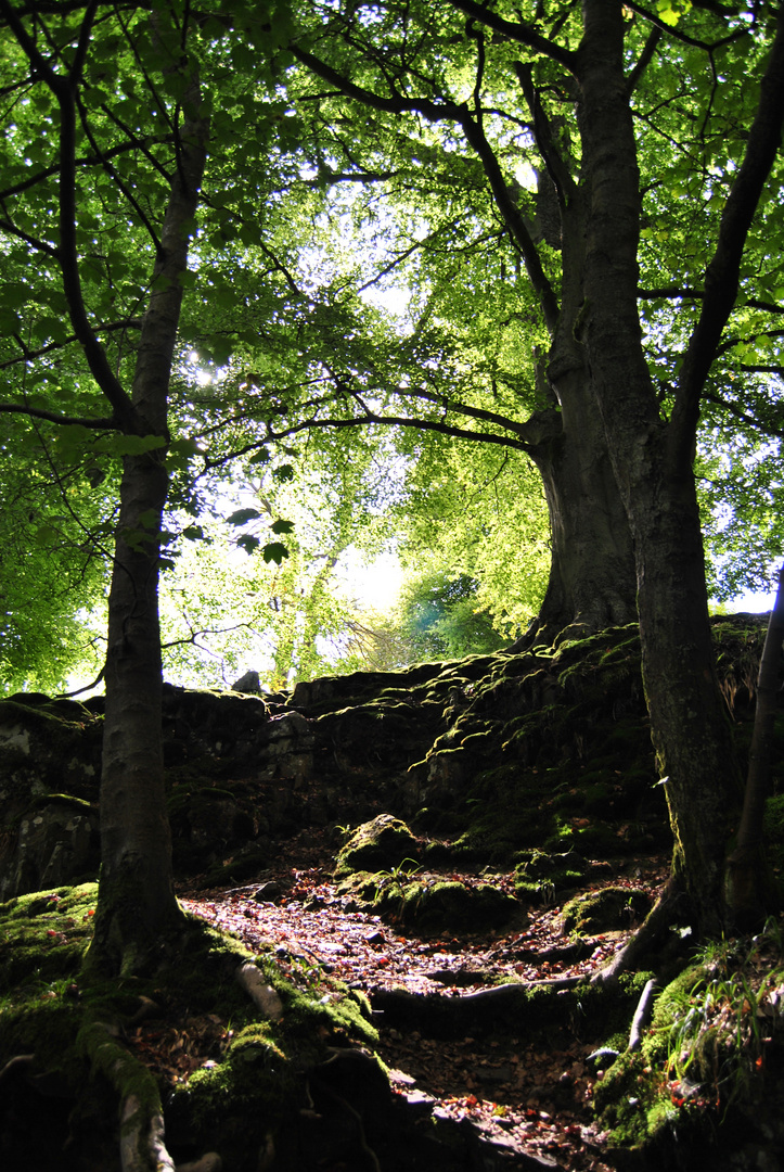 Stille im Wald