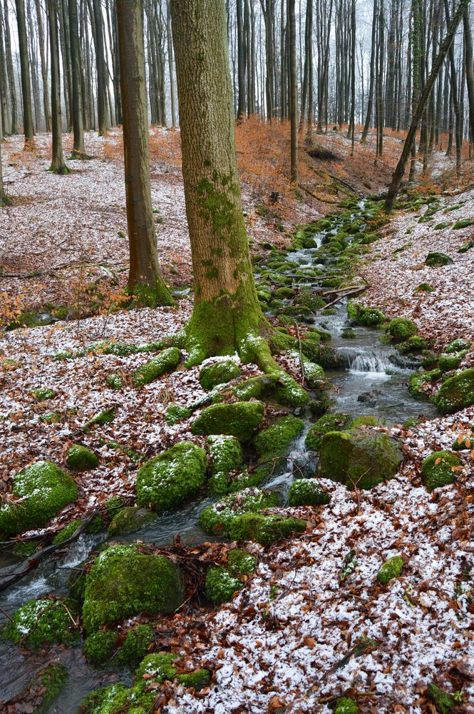 Stille im Wald