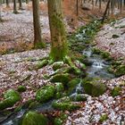 Stille im Wald