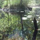 Stille im Wald