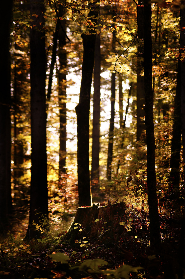 Stille im Wald