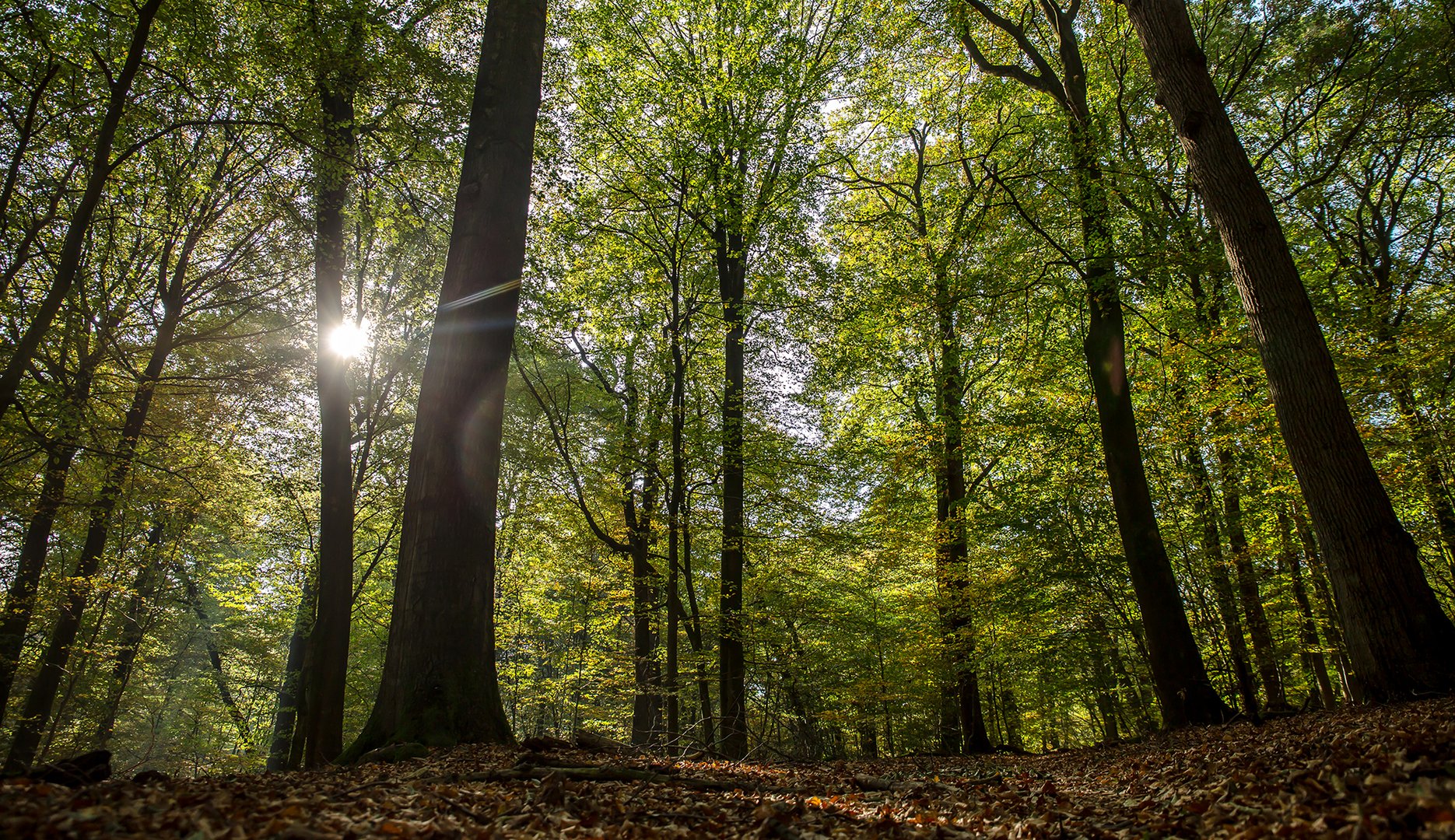 Stille im Wald